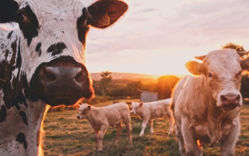 ວິຊາການລ້ຽງສັດ